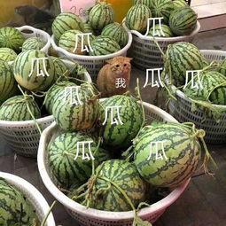 吃瓜娱乐类,揭秘明星幕后故事与八卦趣闻 第3张 吃瓜娱乐类,揭秘明星幕后故事与八卦趣闻 第3张